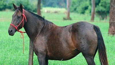 Virus neurológico equino: qué es y cómo lo aislaron