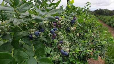 Alertan por la presencia de mosca de alas manchadas en arándanos