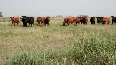 La Mesa Argentina de Carne Sustentable renovó sus autoridades
