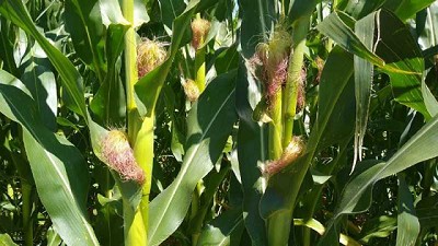 Estimaciones Agrícolas para el centro Norte de la Provincia de Santa Fe