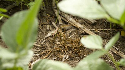 Paradigmas integrados para el manejo de malezas