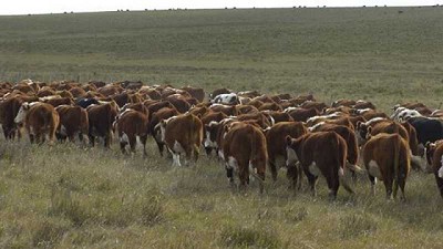 Mercado de ganado gordo tiende a un equilibrio