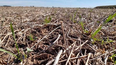 Regenerar el ambiente incrementa la competitividad