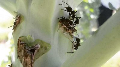 Hormigas negras: recomendaciones para un control biológico adecuado