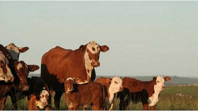 Siguen avanzando las inseminaciones y algunos entores