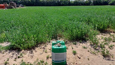 Ensayo: un biofertilizante a base de humus de lombriz fue todo un éxito en alfalfa
