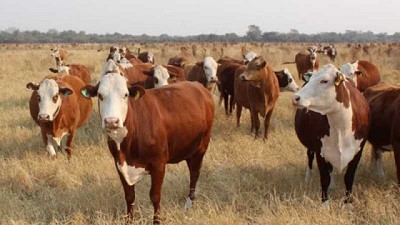 Cómo controlar parásitos en bovinos de recría pastoril