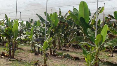 Evalúan alternativa productiva para el cultivo de banana