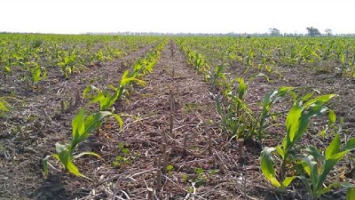 El maíz tardío se planta con una suba de 12% de área: había más intención, pero el aumento de precios de insumos detiene al cereal