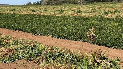 Con buenas prácticas agrícolas, el cultivo de maní es sustentable