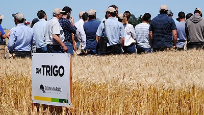 DMMAS de Trigo: un espacio en donde producto y manejo van de la mano