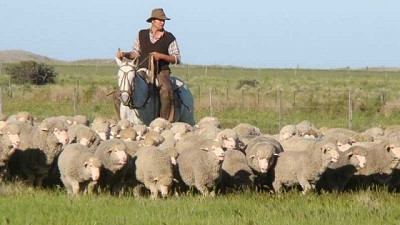 Ovinos: cómo lograr una lana de mejor calidad
