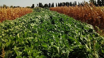 Evalúan cómo influyen las secuencias de cultivos en el ambiente