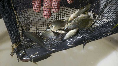 Se creó el Programa Nacional de Desarrollo Acuícola Sustentable