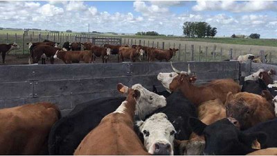 El crecimiento de la faena “es saludable” porque ayuda a elevar nivel de extracción