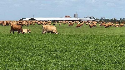 Oeste bonaerense: el tambo demuestra que puede tener mayor rentabilidad que la agricultura