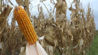 Las ventas externas de maíz llegaron a sus mayores niveles de la historia