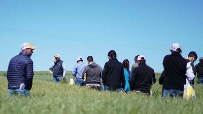 Una nueva lección de trigo