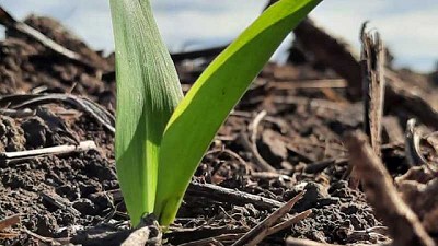 El zinc como refuerzo para que el nitrógeno juegue mejor su partido