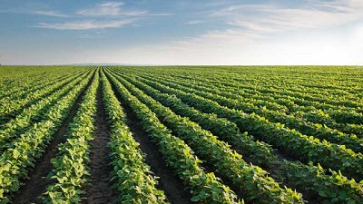 BASF Argentina y ucrop.it firman un acuerdo para promover cultivos sustentables