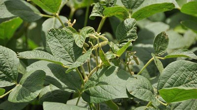 La soja Bt pide refugio