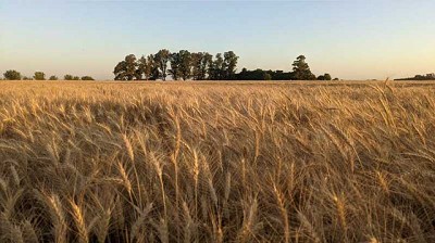 Saltó la valla de los 7 Mt: habrá producción récord de trigo en la región núcleo
