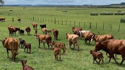 Retorna el optimismo en el mercado ganadero
