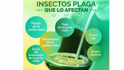 Día de la yerba mate, un elixir nacional