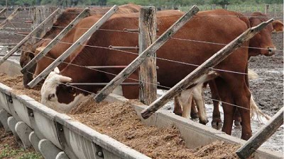 Mejor trabajo de investigación: el reconocimiento a un estudio del INTA y del INTI