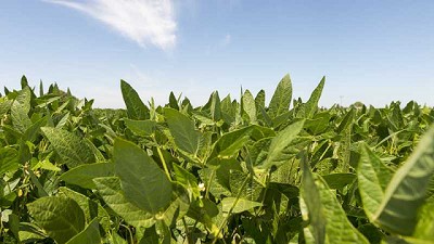 Manejo de enfermedades en soja: qué hacer y qué no