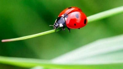 No son amenazas sino aliados: insectos que potencian los cultivos