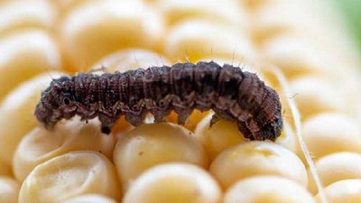 Informe de Plagas: Primera Quincena de Diciembre de 2021