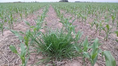 Tolerancia cero y tratamientos “quirúrgicos” para las malezas nuevas en los lotes