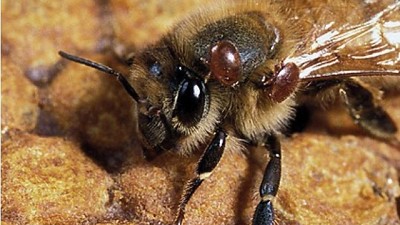 Distanciamiento Social de Abejas y Buenas Prácticas Apícolas y Agrícolas