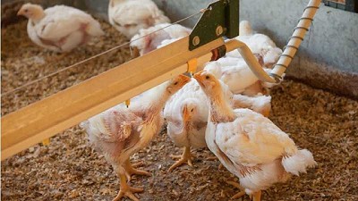 Evalúan alternativas que mejoran la productividad y la salud de los animales