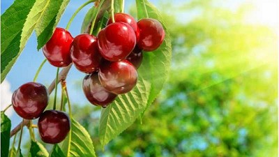 Genes de defensa como potente herramienta para aumentar rendimiento