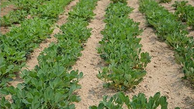 De la mano de xarvio®, el maní va a la conquista de Tucumán y el NOA