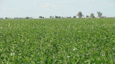 Pautas para optimizar el manejo del pastoreo de la alfalfa