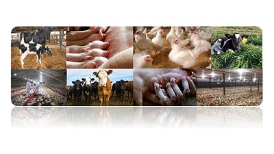 Llega el verano y se enciende el alerta por posibles problemas y golpes de calor en animales en campos, galpones y granjas