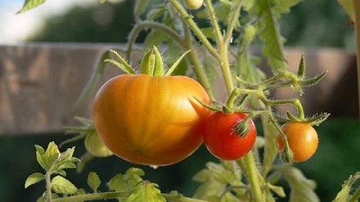 5 secretos para cultivar tomates con éxito asegurado