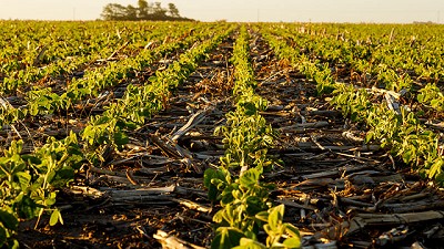 Neogen: una propuesta con genética líder, pensada para el productor 