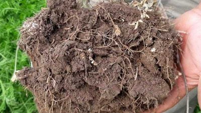 El porcentaje de adopción de siembra directa se ha visto disminuido en ésta última campaña 2020/21 en un 3%