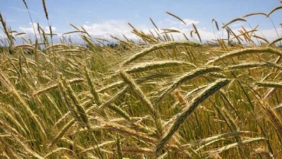 Presentan un nuevo cultivar de centeno multipropósito