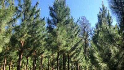 Presentan una nueva variedad de pino híbrido