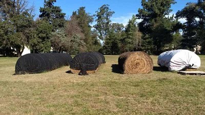 Rollos de alfalfa: evalúan los efectos de taparlos con mantas