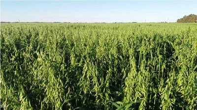 El INTA presentó dos cultivares de avena resistentes a roya de la hoja