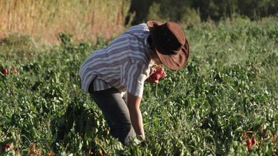 Ver para reconocer a las mujeres agricultoras familiares es clave para avanzar hacia un futuro de igualdad y desarrollo