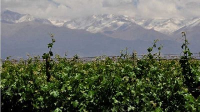 Biodiversidad en viñedos: claves para aprovechar los servicios ecosistémicos