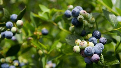 Evalúan el uso de bioestimulantes en arándanos argentinos