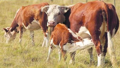 Rodeo de cría pierde condición corporal